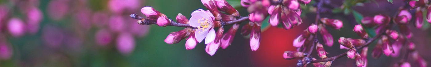 Spring flowers