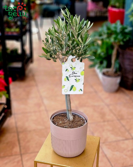 Alyvmedis - dovana iš rojaus