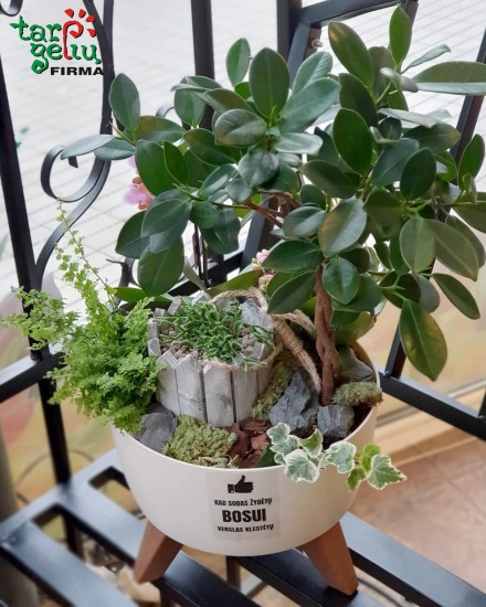 Kompozicija GREEN LEMON