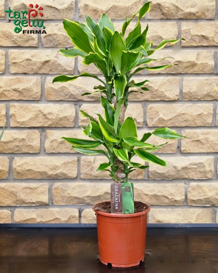 Dracena (apie 70 cm)