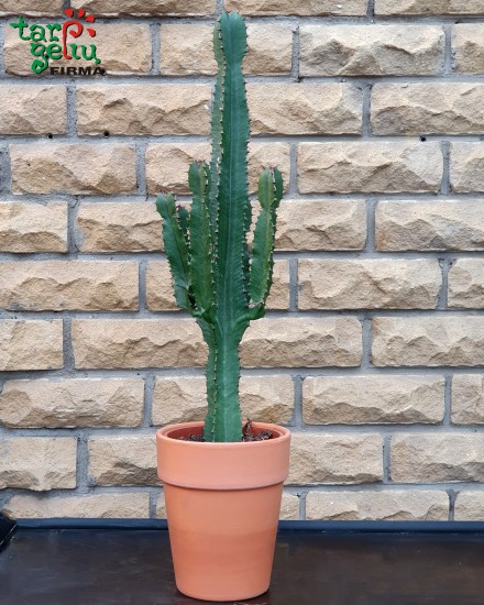 Karpažolė (Euphorbia)