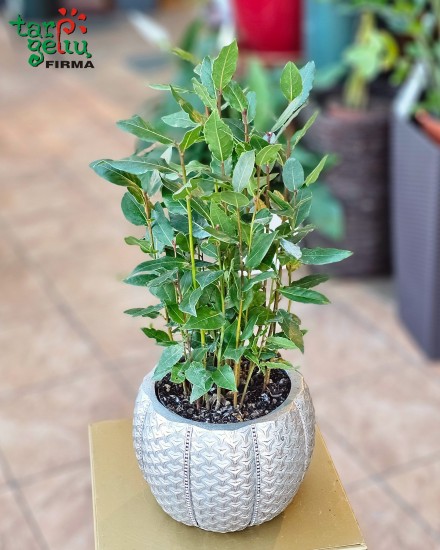 Kilnusis aromatingas lauramedis