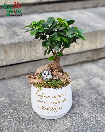 "Išminties medis"