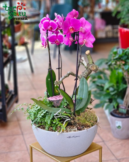 Kompozicija GREEN LEMON