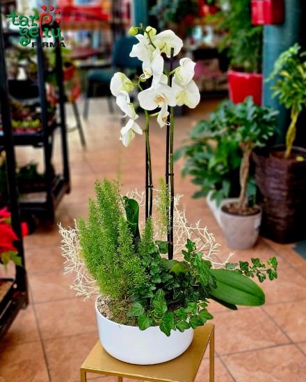 Orchidėjų kompozicija "Svaja"