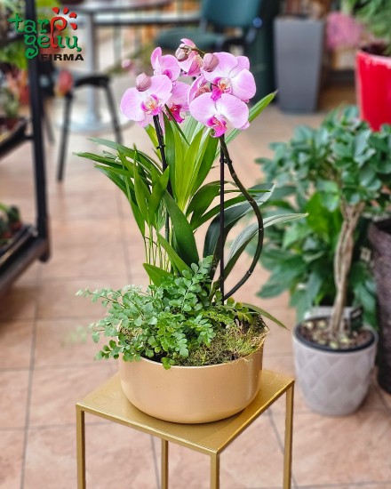 Orchidėjų kompozicija "Retro"