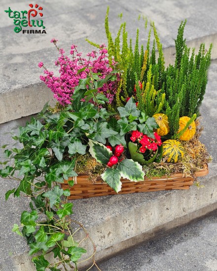 Žavi mini orchidėja + vazonas