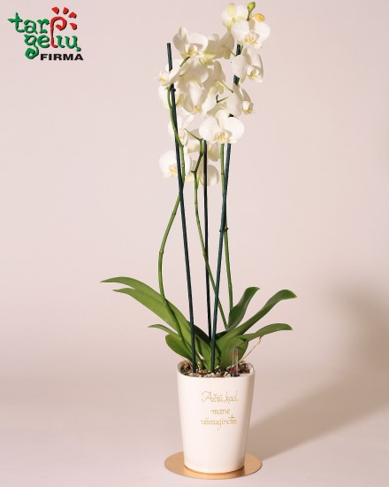 Stilizuota orchidėja - padėka tėvams