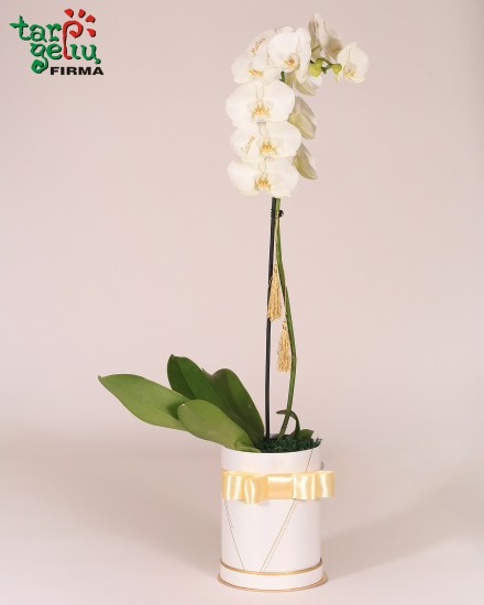 Karališka orchidėja