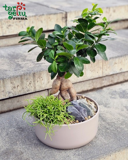 "Subalansuota ramybė"