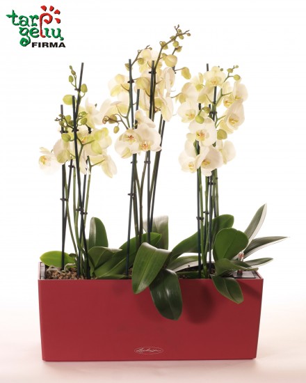 Baltų orchidėjų kompozicija