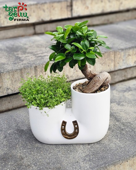 Kompozicija GREEN LEMON