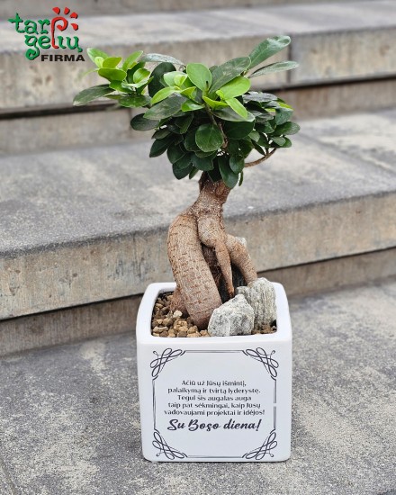 Bonsai vazone „Su Boso diena!“