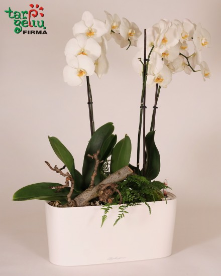 Orchidėja ir palangės vazonas