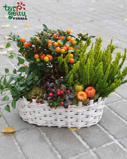 Žavi mini orchidėja + vazonas