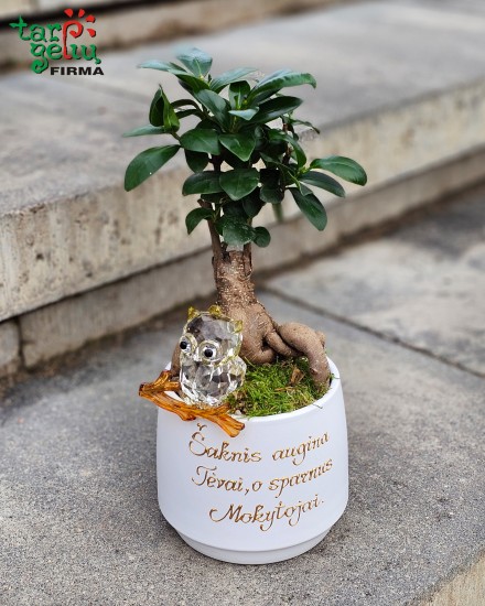 "Išminties medis"