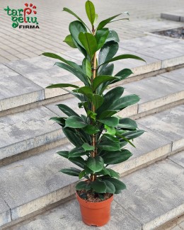 Afrikos fikusas (apie 1 m)