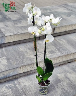 Orchidėja (Phalaenopsis) 2 stiebų