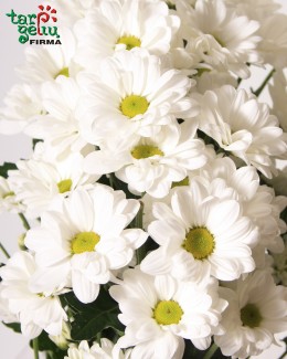 Balta chrizantema