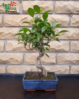 Bonsai "Ficus mi Ginseng"
