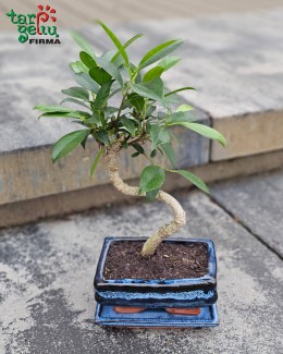 Bonsai "Ficus" (apie 35 cm)