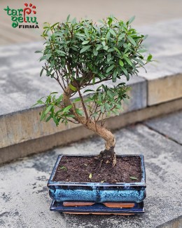 Bonsai "Syzygium" (apie 35 cm)