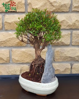 Bonsai "Mirta"
