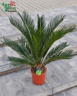 Cikas (apie 50 cm)