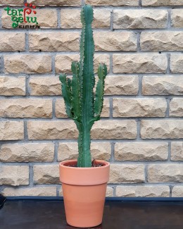 Karpažolė (Euphorbia)