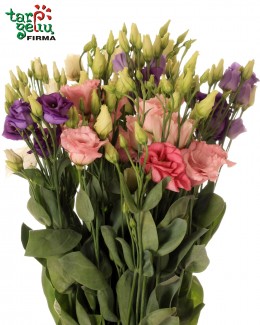 Eustoma