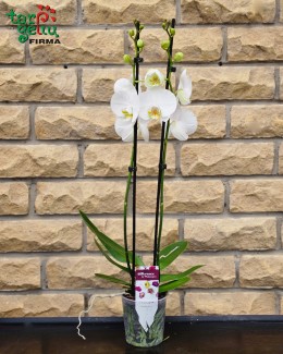 Orchidėja (Phalaenopsis) 2 stiebų