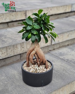 Fikusas bonsai "Ginseng" 