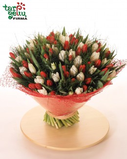 100 tulpių puokštė