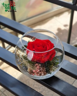 "Mieganti" rožė vazoje