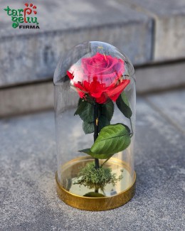 "Mieganti" rožė po stikliniu gaubtu