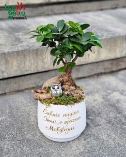 "Išminties medis"