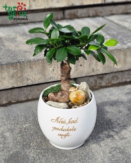 Bonsai fikusas „Ačiū, kad padedate augti“