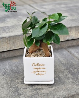 Fikusas „Ginseng“ – naujai gyvenimo pradžiai