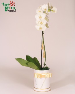Linkėjimų orchidėja