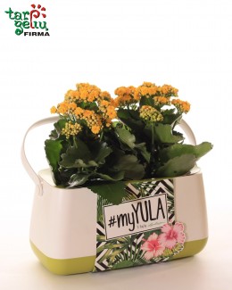 Gėlės vazone krepšelyje "Yula"