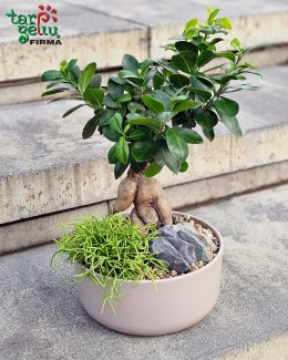 "Subalansuota ramybė"