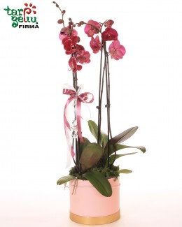 Orchidėja (Phalaenopsis) dėžutėje