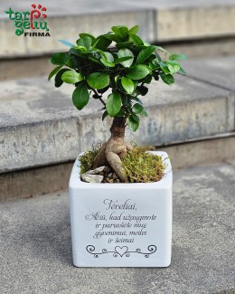 Fikuso bonsai vazone „Ačiū, Tėveliai“