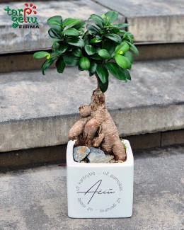 Bonsai mokytojui "Ačiū"