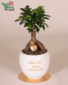 Stilizuotas bonsas - padėka tėvams