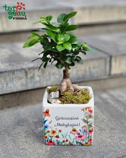 Fikuso bonsai vazone „Geriausiai mokytojai“