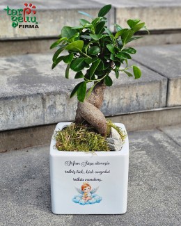 Fikuso bonsai vazone „Man Jūsų dėmesio reikės...“