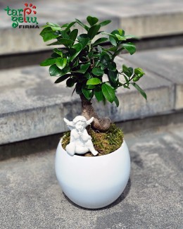 Fikuso bonsai vazone „Angelas“