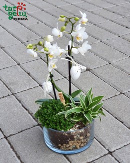 Velykinė kompozicija su mini orchidėja