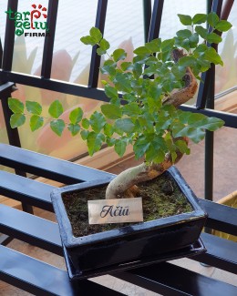 Bonsai medelis "Ačiū"